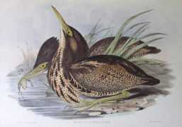 nzbirds.co.nz Matuku
