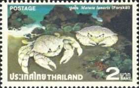 marinespecies.org Matuta