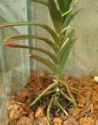 garden-en.com Matutina