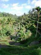 Maub