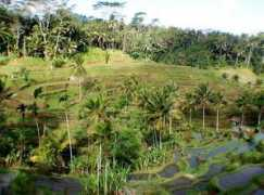 Maub