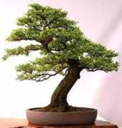 fichas.infojardin.com Maulino