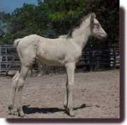 pasodefe.com Maulli