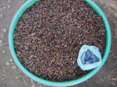 Maundu