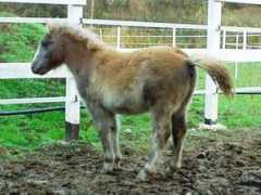 equilogia.at Maunis