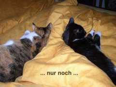 Maunze