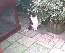 weetjesoverkatten.nl Maupie