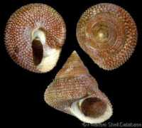 gastropods.com Maurea