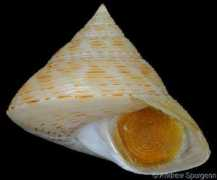 gastropods.com Maurea