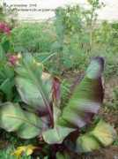 gardenbreizh.org Maureli