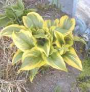 Maureo
