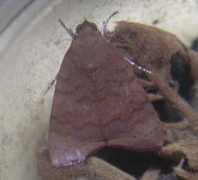 jpmoth.org Maurilia