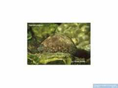 reeflex.net Mauritia