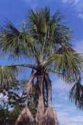 junglephotos.com Mauritia