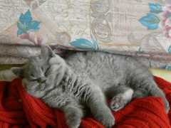britishvelvet.com Maurizzio