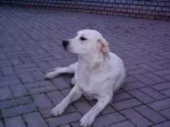 retriver.cz Mausie