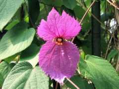 Mauver