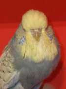Mauwe