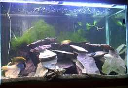 cichlids.com Mawali