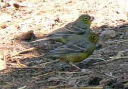 lists.surfbirds.com Mawit
