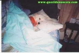 queridamascota.com Maxito
