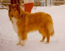 finncollies.com Maxmila