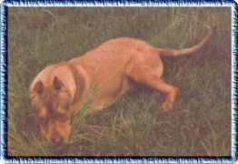 camelotpitbulls.com Maxzine