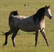Mayal