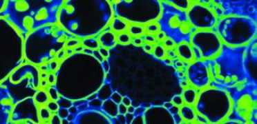 energybiosciencesinstitute.org Mayandi
