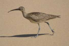 birdsoftt.com Mayaro