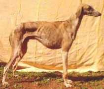 dogsindia.com Mayekar