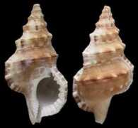 gastropods.com Mayena