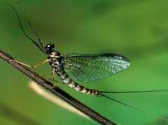 Mayfly