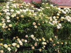 rose.8ware.com Maygo