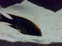 cichlids.com Maylan