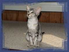 siam-castel.ch Maynur