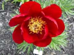 jardinflorilege.com Mayshine