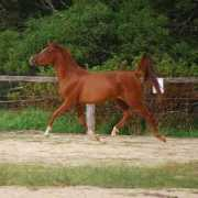 Maysun