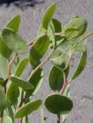 gardeninginarizona.com Mayten