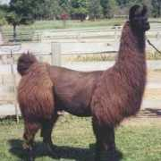 katiesheavenlyllamas.com Mayzee