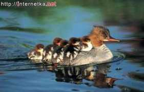 pets.onas.ru Mazai
