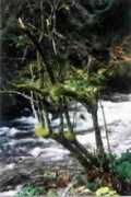 Mazalon