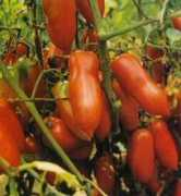 Mazano
