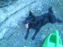 foursoftpaws.yuku.com Mazit