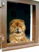 chowchow-macko.de Mazko