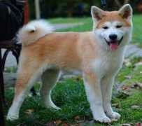 hund.ch Mazuko