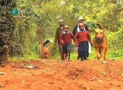 Mbogo
