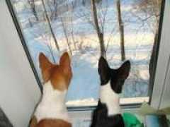 basenji.io.ua Mbosse