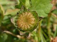 malvaceae.info Mcarol