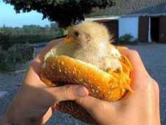 pcnews.ro Mcchicken